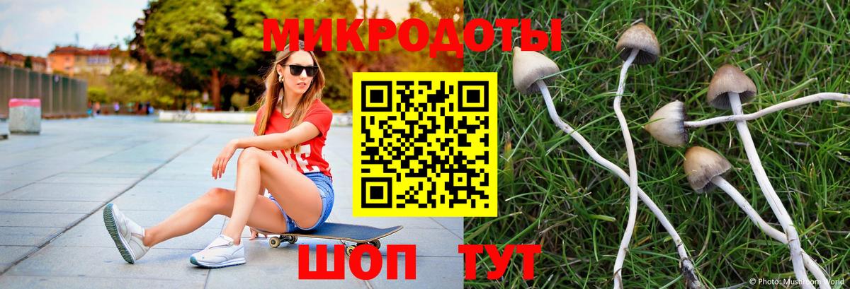 Галлюциногенные грибы Psilocybe Якутск